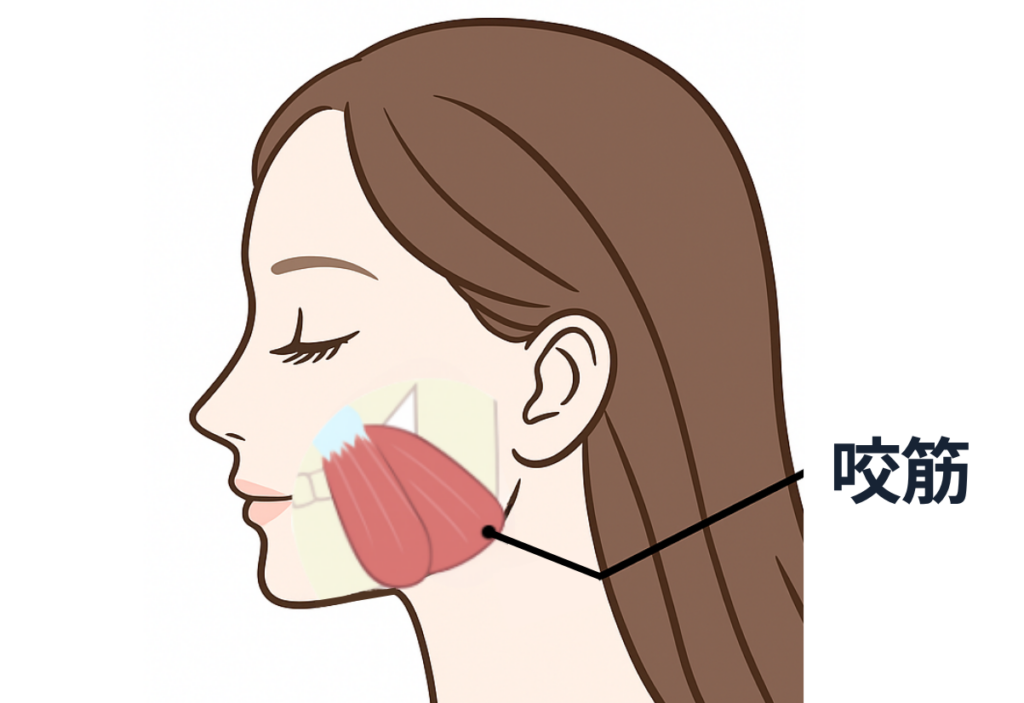 咬筋のイメージ